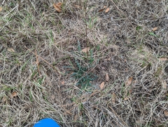 Astragalus obcordatus