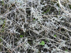Teucrium gnaphalodes
