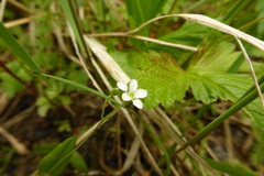 Moehringia lateriflora