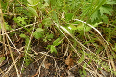 Moehringia lateriflora