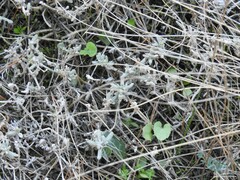 Teucrium gnaphalodes