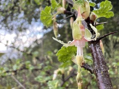 Ribes californicum