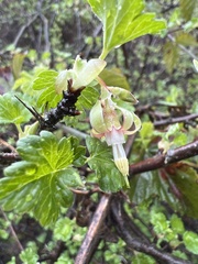 Ribes californicum