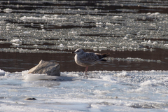 Larus argentatus