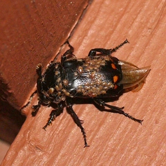 Nicrophorus pustulatus