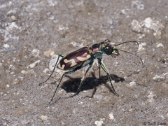 Cicindela fulgida