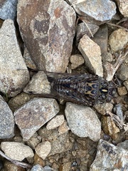 Amphipsalta cingulata