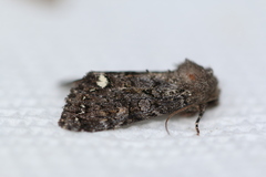 Melanchra assimilis