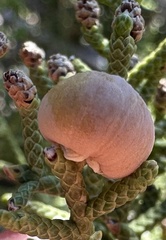 Walshomyia juniperina