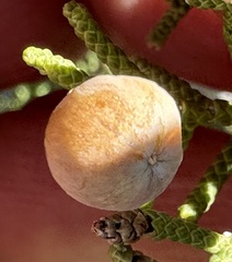 Walshomyia juniperina