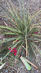 Hesperaloe parviflora