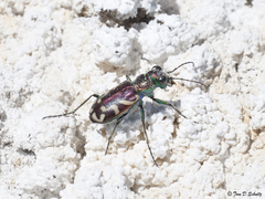 Cicindela fulgida