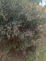 Syzygium paniculatum