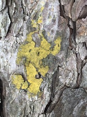 Chrysothrix xanthina