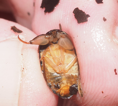 Ambrysus
