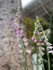 Spiranthes sinensis