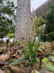 Spiranthes sinensis