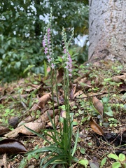 Spiranthes sinensis