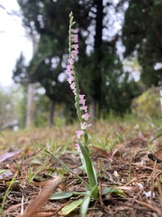 Spiranthes sinensis
