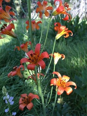 Lilium parvum