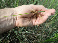 Bolboschoenus caldwellii
