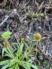 Helenium puberulum