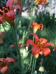 Lilium parvum