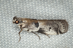 Quasisalebria admixta