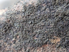 Rinodina