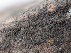 Rinodina