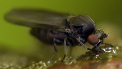 Melanderomyia kahli