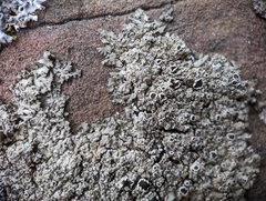 Phaeophyscia ciliata