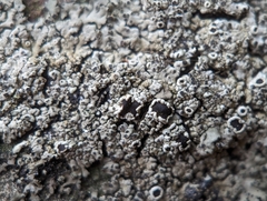 Phaeophyscia ciliata