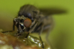 Melanderomyia kahli