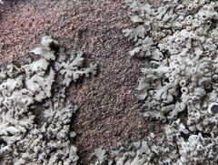 Phaeophyscia ciliata