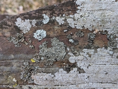 Phaeophyscia ciliata