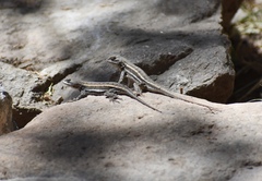 Sceloporus virgatus