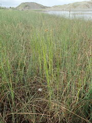 Bolboschoenus caldwellii