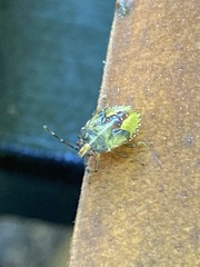 Sinopla perpunctatus