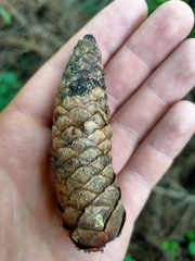 Picea × fennica