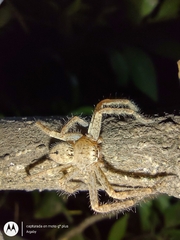 Polybetes rapidus
