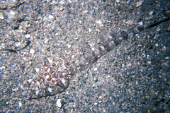 Cymbacephalus