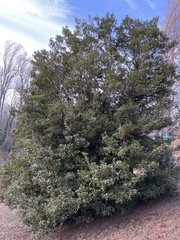 Osmanthus heterophyllus