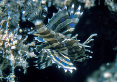 Dendrochirus brachypterus