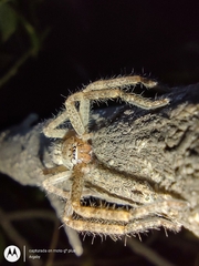 Polybetes rapidus