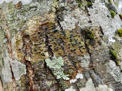 Bathelium carolinianum