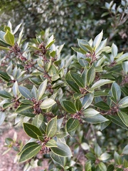 Osmanthus heterophyllus