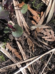 Viola labradorica