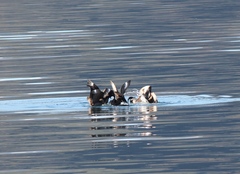 Stercorarius chilensis