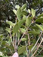 Osmanthus heterophyllus